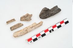 Foto von Leichenbrand (NHMW-PRAE-002243d)